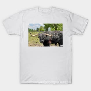 Highland cow in Scotland T-Shirt